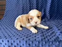 Rocky, a male Cavalier King Charles Spaniel for sale in Deepwater, MO – 1 of 9