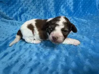 Scooter, a male Shihpoo for sale in Deepwater, MO – 3 of 8