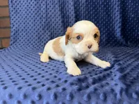 Louie, a male Cavalier King Charles Spaniel for sale in Deepwater, MO – 4 of 6