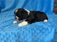 Ranger, a male Poodle - Miniature  for sale in Deepwater, MO – 8 of 10