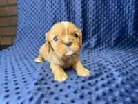 Charlie, a male Cavalier King Charles Spaniel for sale in Deepwater, MO – 3 of 8