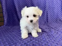 Molly, a female Maltese for sale in Deepwater, MO – 1 of 8