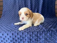 Rocky, a male Cavalier King Charles Spaniel for sale in Deepwater, MO – 9 of 9