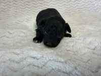 Minnie, a female Poodle - Miniature  for sale in Deepwater, MO – 3 of 6
