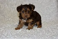 Lottie, a female Yorkipoo for sale in Deepwater, MO – Photo 5 of 10