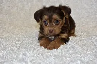 Lottie, a female Yorkipoo for sale in Deepwater, MO – Photo 2 of 10
