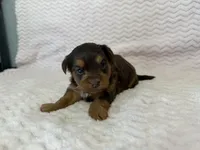Lottie, a female Yorkipoo for sale in Deepwater, MO – Photo 8 of 9