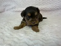 Lottie, a female Yorkipoo for sale in Deepwater, MO – Photo 6 of 9