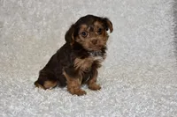 Lottie, a female Yorkipoo for sale in Deepwater, MO – Photo 7 of 10