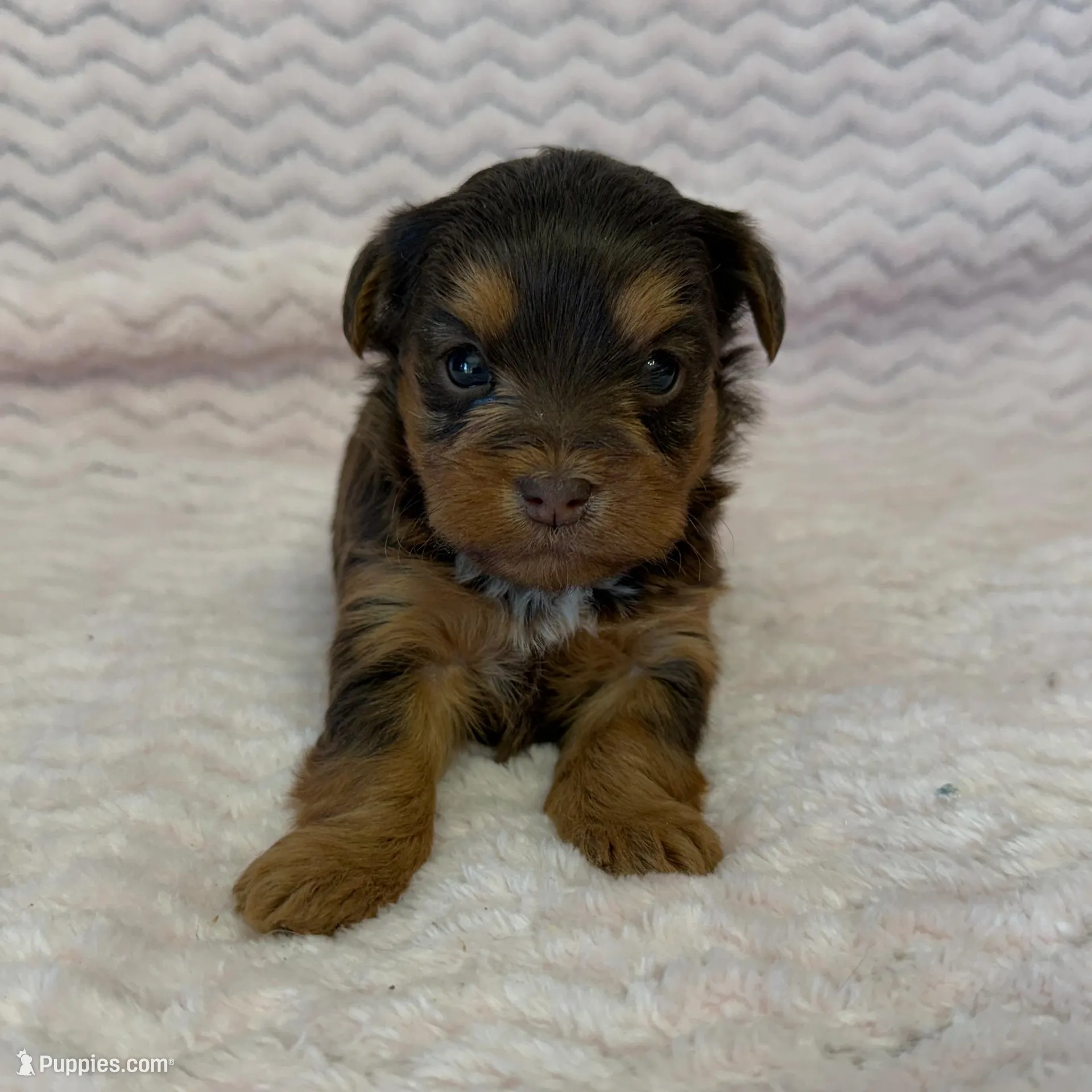 Lottie, a female Yorkipoo for sale in Deepwater, MO – Photo 2 of 9