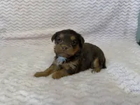 Lottie, a female Yorkipoo for sale in Deepwater, MO – Photo 5 of 9