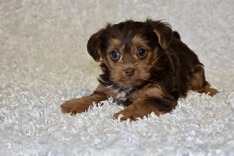 Lottie – Yorkipoo puppy for sale in Deepwater, MO