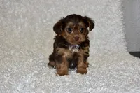 Lottie, a female Yorkipoo for sale in Deepwater, MO – Photo 9 of 10