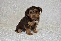 Lottie, a female Yorkipoo for sale in Deepwater, MO – Photo 10 of 10