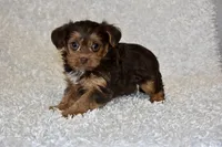 Lottie, a female Yorkipoo for sale in Deepwater, MO – Photo 4 of 10