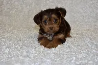 Lottie, a female Yorkipoo for sale in Deepwater, MO – Photo 3 of 10