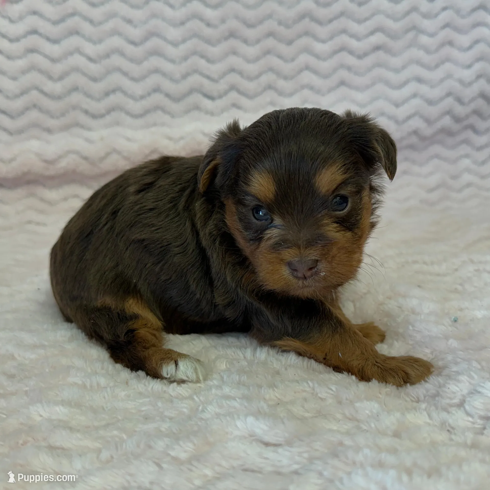 Lottie, a female Yorkipoo for sale in Deepwater, MO – Photo 4 of 9
