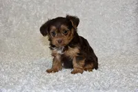 Lottie, a female Yorkipoo for sale in Deepwater, MO – Photo 8 of 10