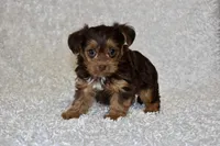 Lottie, a female Yorkipoo for sale in Deepwater, MO – Photo 6 of 10