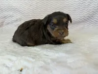 Lottie, a female Yorkipoo for sale in Deepwater, MO – Photo 9 of 9