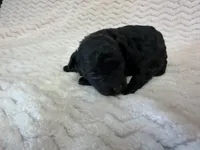 Minnie, a female Poodle - Miniature  for sale in Deepwater, MO – 2 of 6