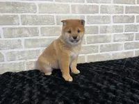 processed/404e350d-1fd3-4a1b-b7cd-b4759bde331c/listing/7908f74e-129c-4481-9100-9532306c7105/14f02c3e-9d6e-41ac-be57-11264d7b6d95