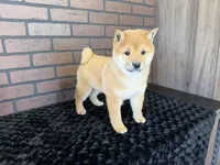 Taro, a male Shiba Inu for sale in Deepwater, MO – Photo 4 of 10