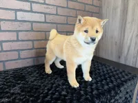 Taro, a male Shiba Inu for sale in Deepwater, MO – Photo 3 of 10