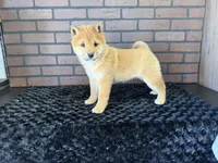 Taro, a male Shiba Inu for sale in Deepwater, MO – Photo 6 of 10