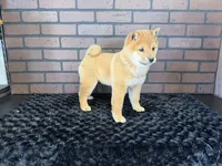 Taro, a male Shiba Inu for sale in Deepwater, MO – Photo 9 of 10