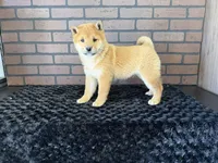 Taro, a male Shiba Inu for sale in Deepwater, MO – Photo 8 of 10