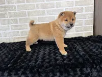 processed/404e350d-1fd3-4a1b-b7cd-b4759bde331c/listing/7908f74e-129c-4481-9100-9532306c7105/625ec7b9-5c92-46ad-aac5-bf23f9f6f3db