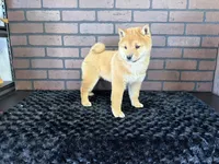Taro, a male Shiba Inu for sale in Deepwater, MO – Photo 2 of 10