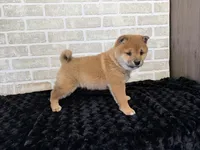 processed/404e350d-1fd3-4a1b-b7cd-b4759bde331c/listing/7908f74e-129c-4481-9100-9532306c7105/967d7eaa-ff2c-430b-be59-72963e260092