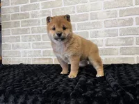 processed/404e350d-1fd3-4a1b-b7cd-b4759bde331c/listing/7908f74e-129c-4481-9100-9532306c7105/9b44459b-bc72-4f76-a277-6f25e55a516a