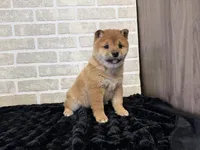 processed/404e350d-1fd3-4a1b-b7cd-b4759bde331c/listing/7908f74e-129c-4481-9100-9532306c7105/9b5a511e-5107-423b-933d-24b49531b3f0