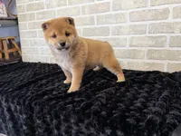 processed/404e350d-1fd3-4a1b-b7cd-b4759bde331c/listing/7908f74e-129c-4481-9100-9532306c7105/9fb66379-3b24-4178-9506-28fb1cce0528