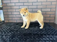 Taro, a male Shiba Inu for sale in Deepwater, MO – Photo 10 of 10