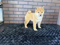 Taro, a male Shiba Inu for sale in Deepwater, MO – Photo 7 of 10