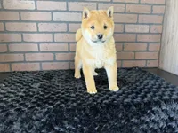 Taro, a male Shiba Inu for sale in Deepwater, MO – Photo 5 of 10