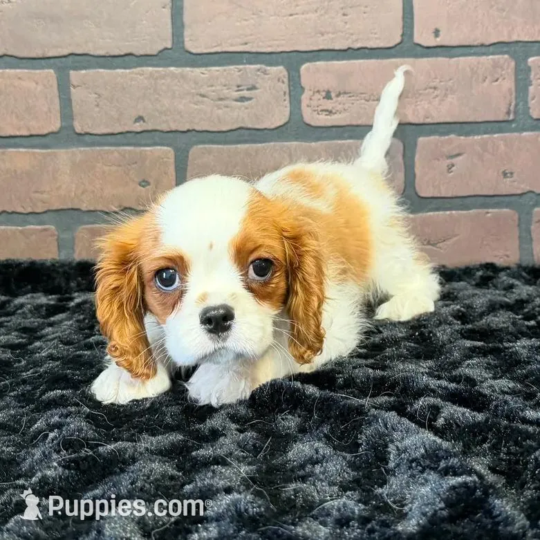 processed/404e350d-1fd3-4a1b-b7cd-b4759bde331c/listing/7c0b26bb-0ddd-4280-950e-f6d6f90eb348/90402b7f-9e2d-4cc7-a16b-1df76dd4d04d