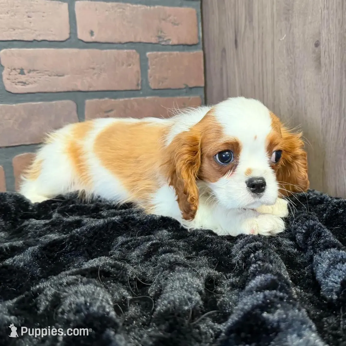 processed/404e350d-1fd3-4a1b-b7cd-b4759bde331c/listing/7c0b26bb-0ddd-4280-950e-f6d6f90eb348/a498364d-aacc-453a-998b-ce09d2849d22