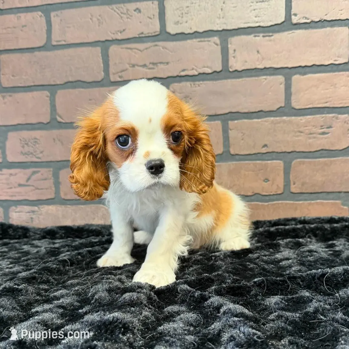 processed/404e350d-1fd3-4a1b-b7cd-b4759bde331c/listing/7c0b26bb-0ddd-4280-950e-f6d6f90eb348/cccf3795-e903-4664-88de-b809f0afb29a