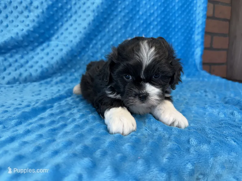 Ranger – Poodle - Miniature  puppy for sale in Deepwater, MO