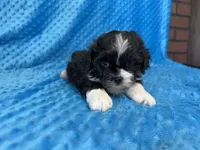 Ranger, a male Poodle - Miniature  for sale in Deepwater, MO – 1 of 10