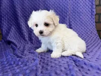 Molly, a female Maltese for sale in Deepwater, MO – 6 of 8