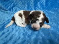 Scooter, a male Shihpoo for sale in Deepwater, MO – 5 of 8