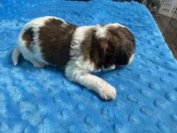 Scooter, a male Shihpoo for sale in Deepwater, MO – 8 of 8