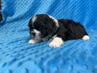 Ranger, a male Poodle - Miniature  for sale in Deepwater, MO – 3 of 10