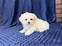 Coco, a female Maltese for sale in Deepwater, MO – 7 of 9